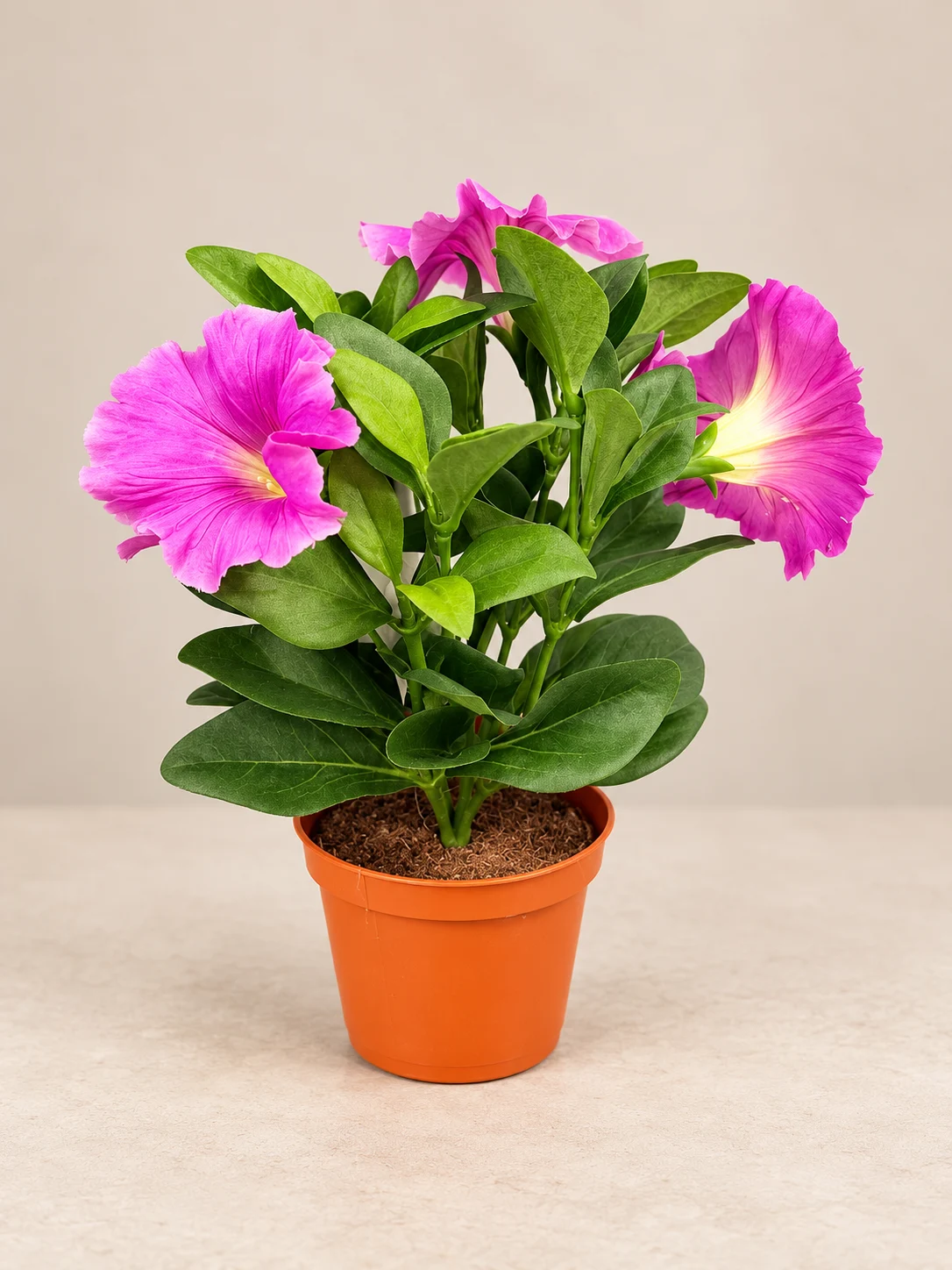Pétunias roses