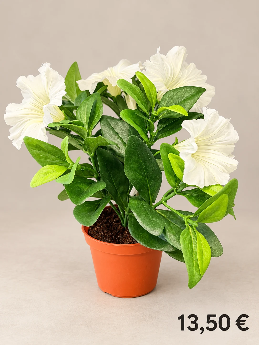 Pétunias blancs